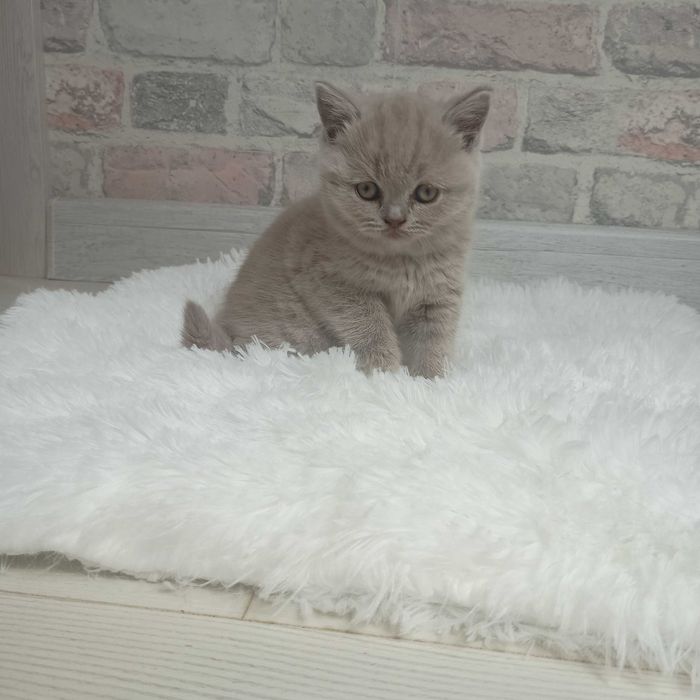 Kotki brytyjskie krótkowłose