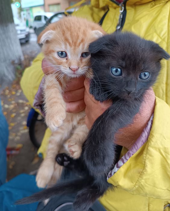 Кошенята вислоушки