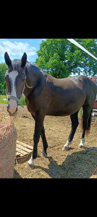 Klacz Śląska koń śląski