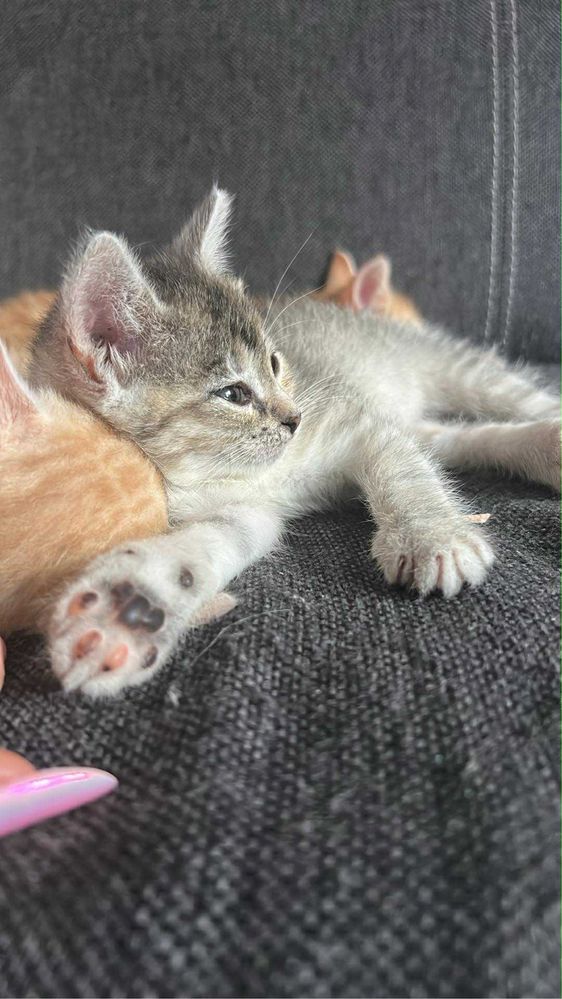 Szara kociczka do adopcji