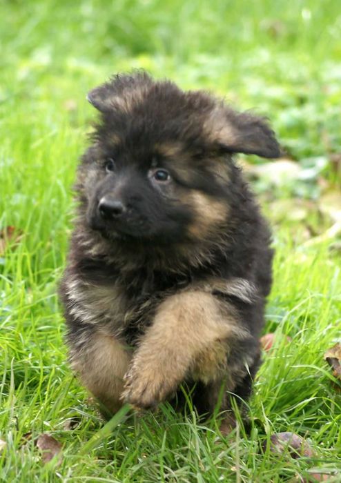 Owczarek niemiecki długowłosy FCI - szczenie ,pies po Grand Championie