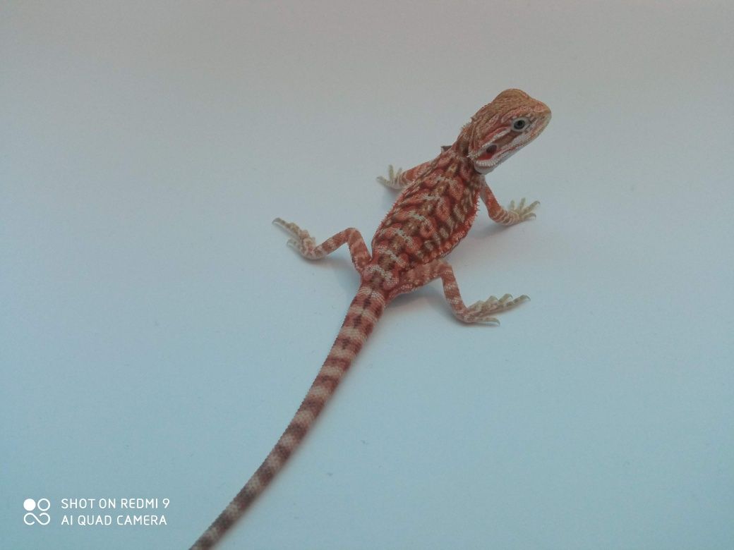 Agama brodata – młode 2-3 miesiące, hodowla domowa