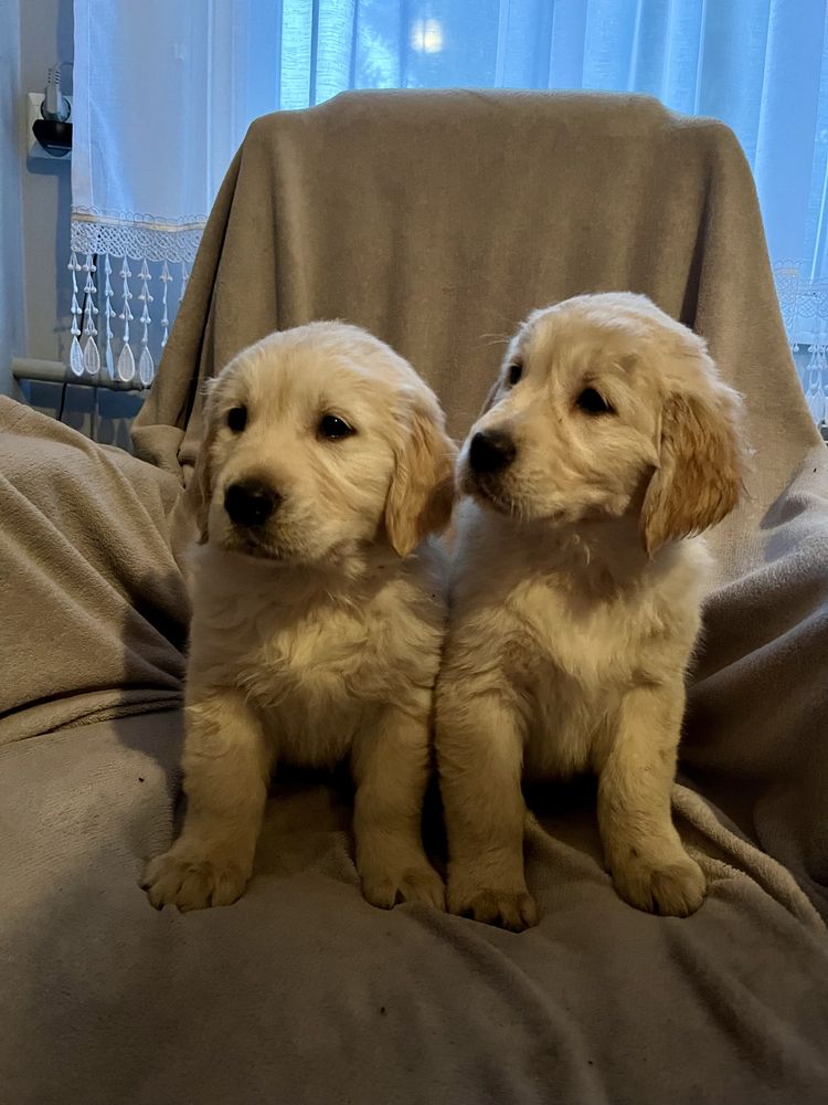 Szczenię Golden Retriever GOTOWE DO ODBIORU