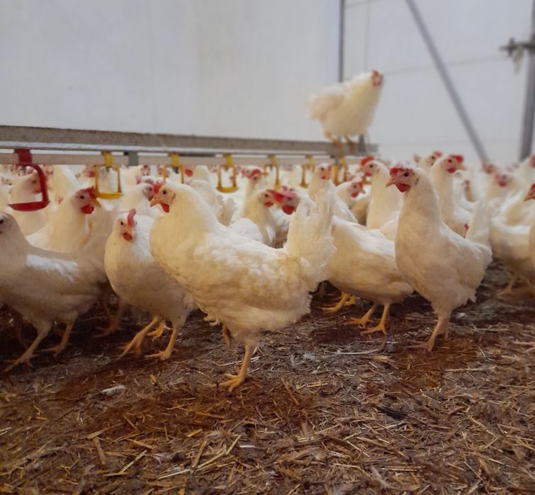 Kury Leghorn Leghorny 24tyg Nioski