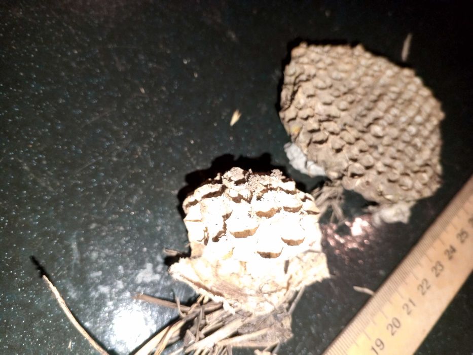 Коллекция осинное гнездо оригинал.