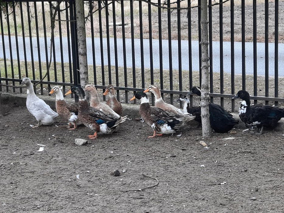 Kaczki Kaczory staropolskie niebieskie