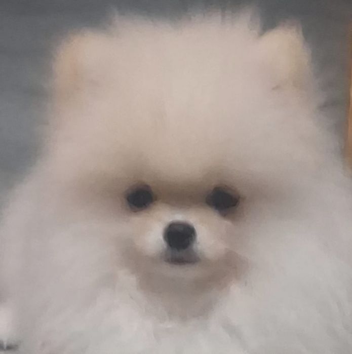 Pomeranian z paszportem,piesek 6 miesięcy