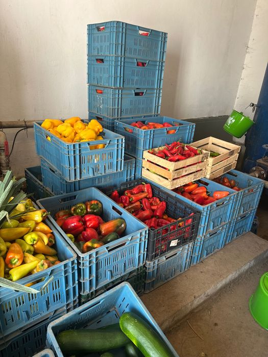 Papryka czerwona, żółta i zielona