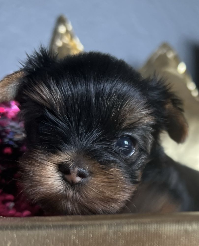 Suczka Yorkshire Terrier