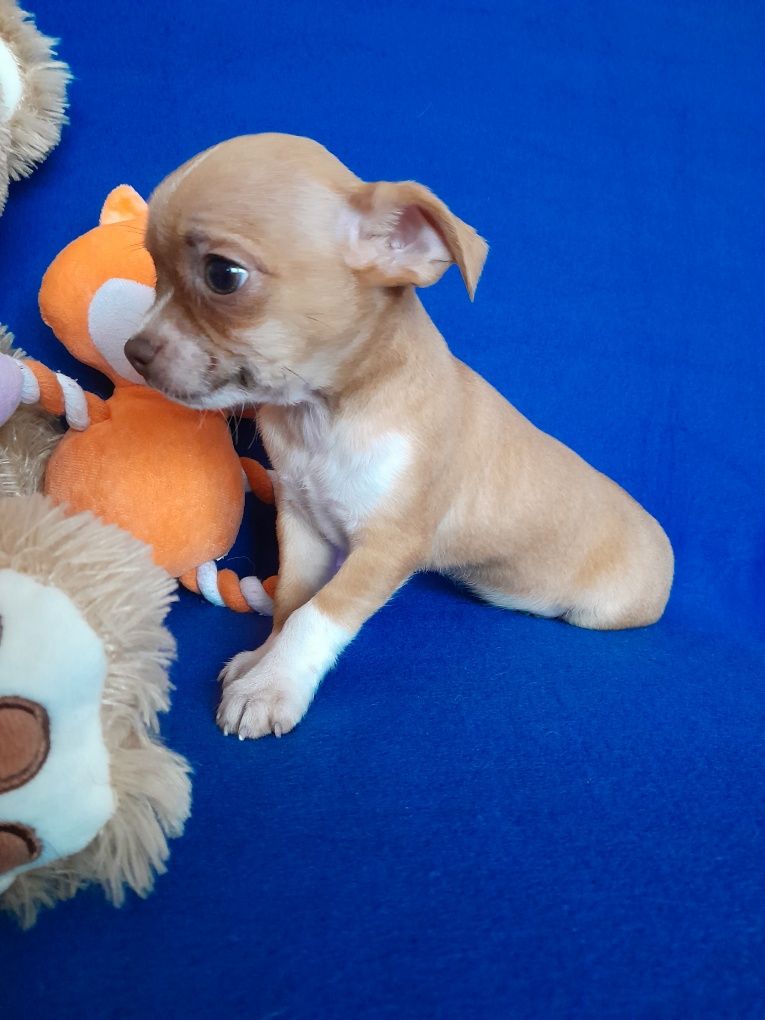 Chihuahua - piesek