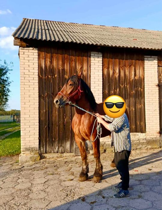 Sprzedam klacz zimnokrwista