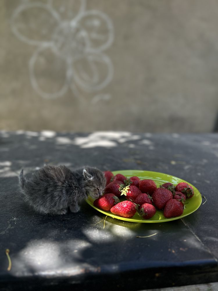 Віддам в хороші руки кошеня