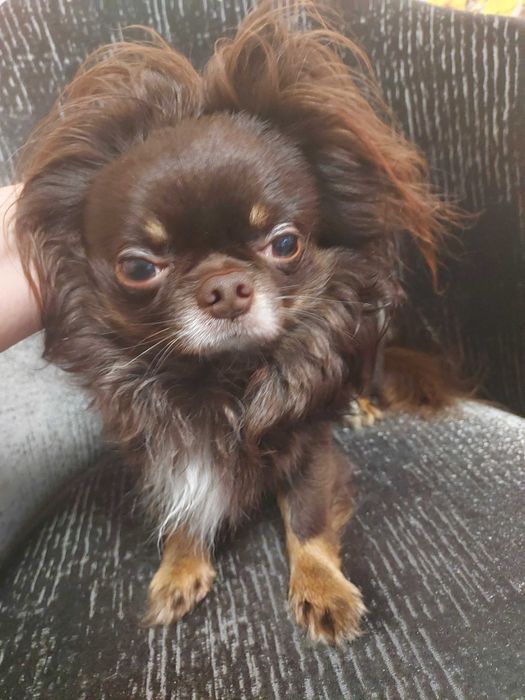 Chihuahua Reproduktor