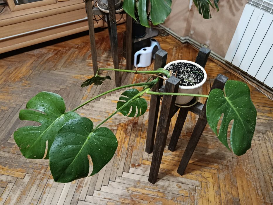 Монстера деликатесная