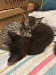Gatinhos para adoção