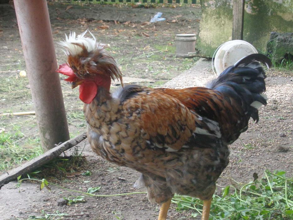 Koguty czubatki, gołoszyjki. Drob ozdobny.