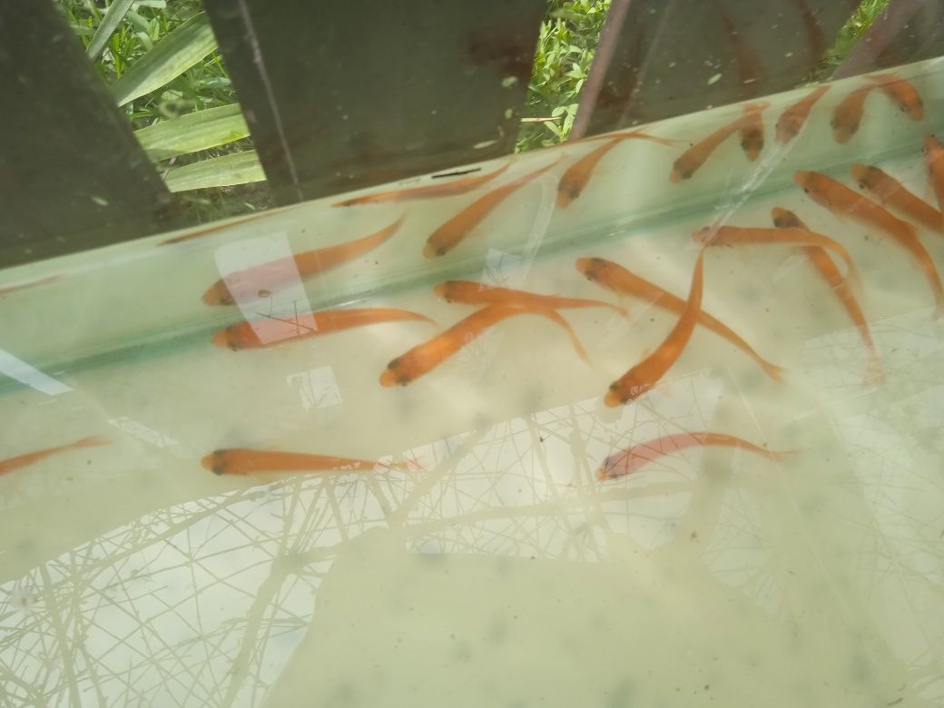 Karp koi, baterflaye rybki ozdobne i roślinki do oczka