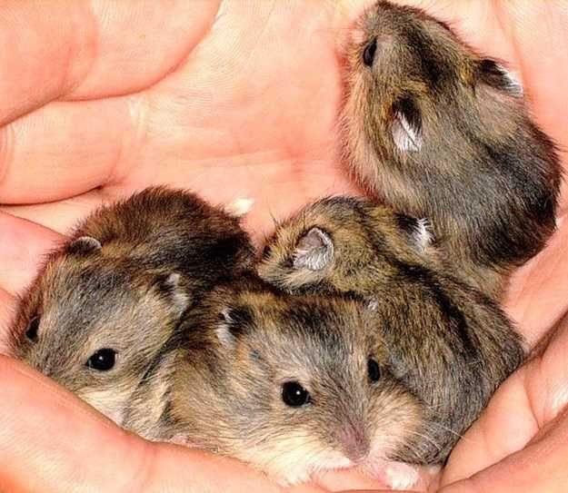 Джунгарские хомячата, хомячки, хомяки, хомяк, карликовые, джунгарики