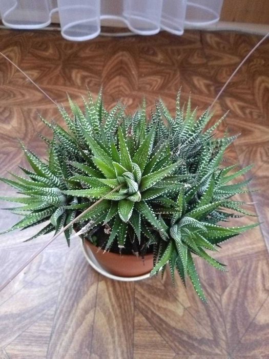 Сукуленти, вирощені в домашніх умовах