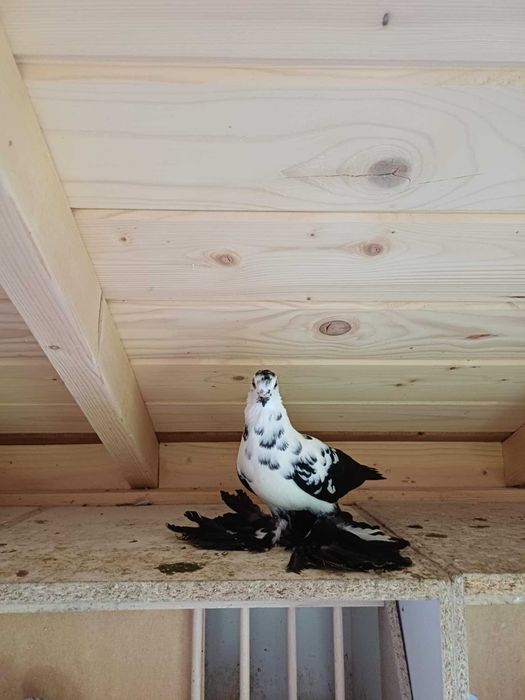 Widyny gołębie ozdobne