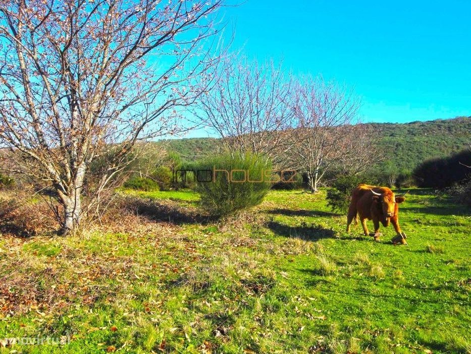 Terreno de 84 hectares