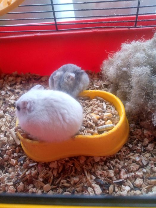 Джунгарик Кременчуг