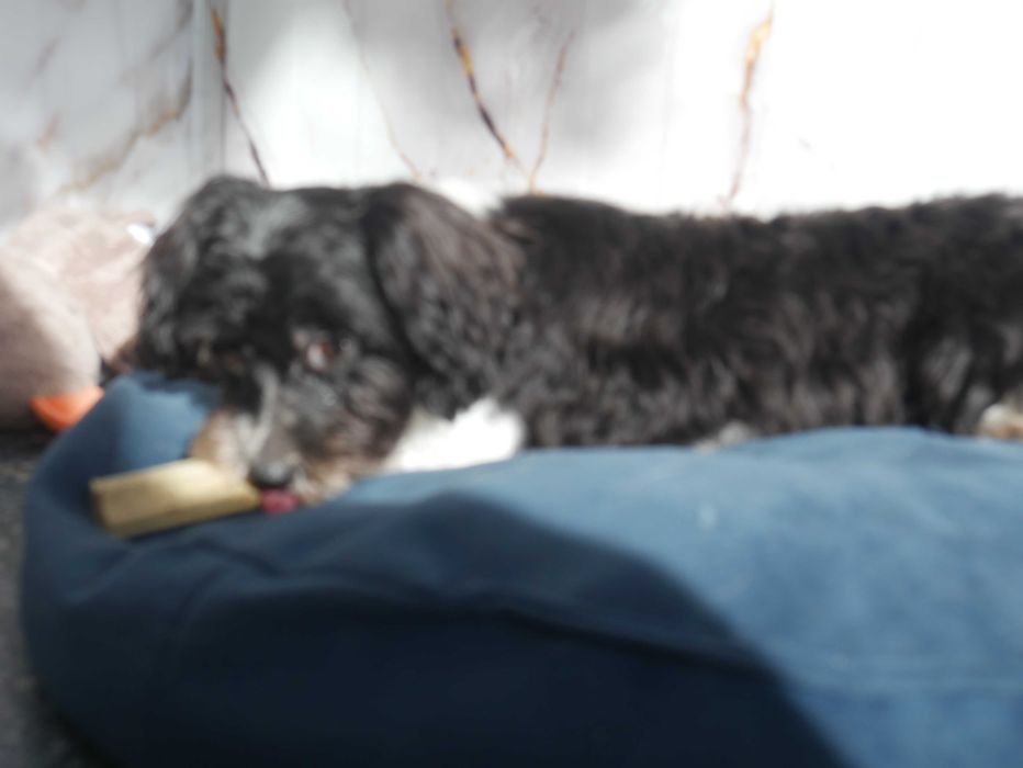 Maltipoo Urocza odchowana sunia