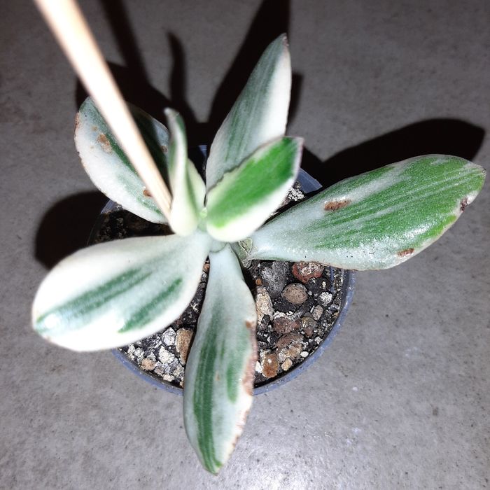 Crassula, grubosz ovata variegata tricolor