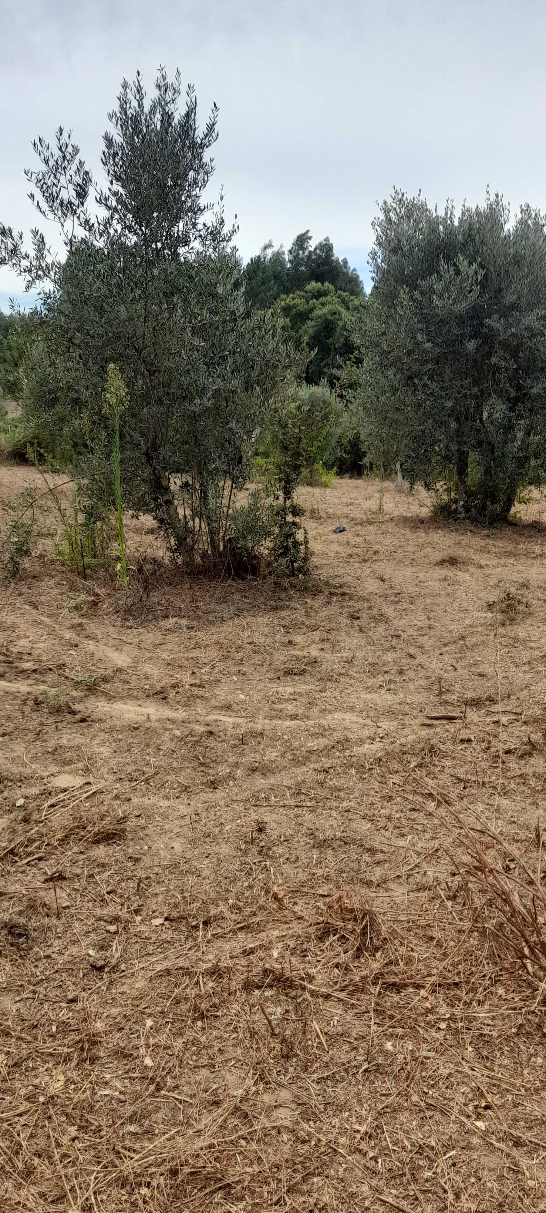 Terreno com casa para restaurar