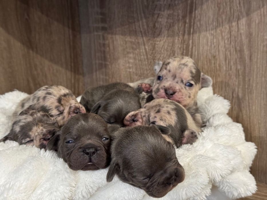 Французькі Бульдожки чекають на нову родину.