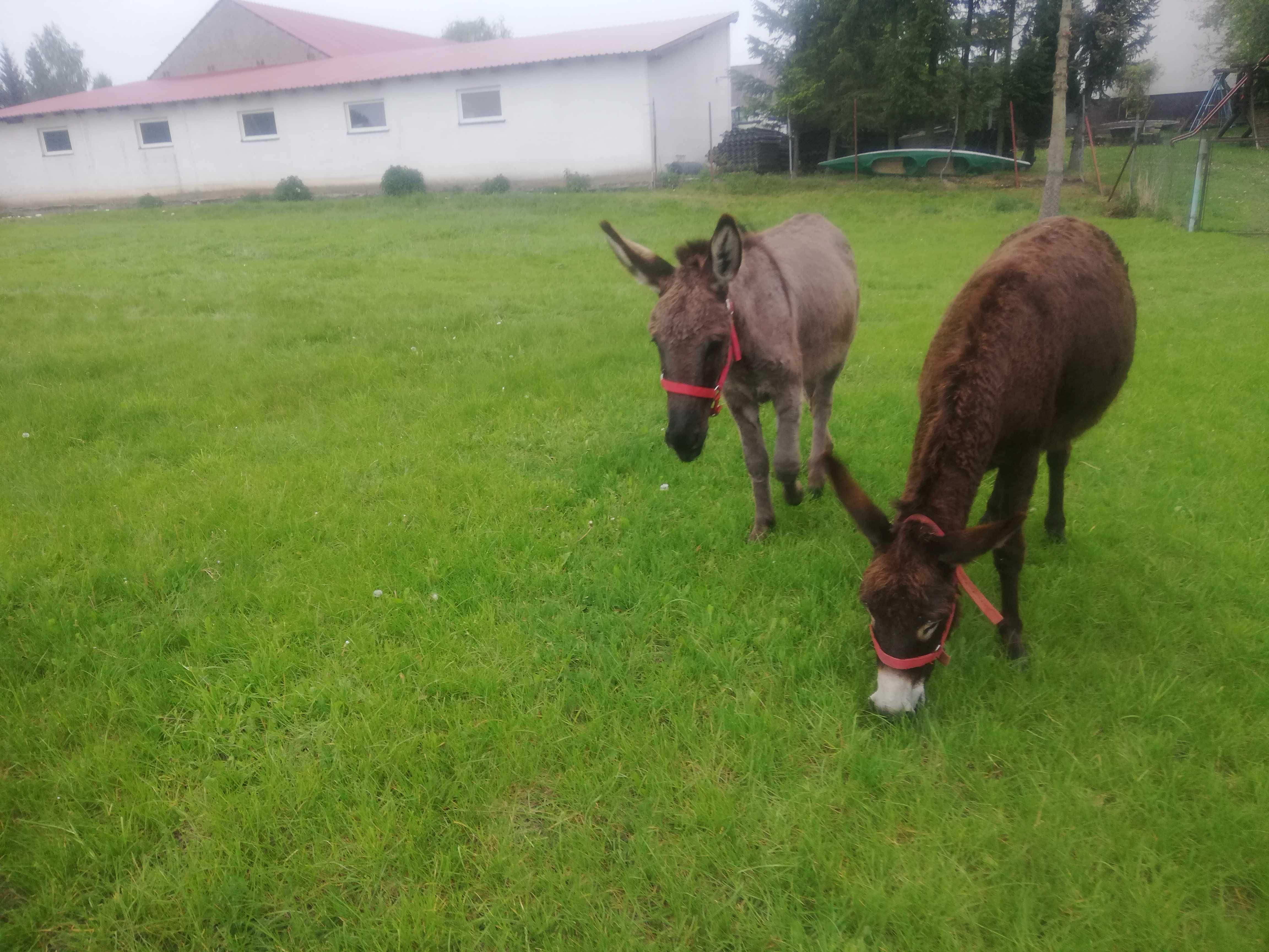 tanie POKOJE z łazięnkami AGROTURYSTYKA Noclegi Hotel lasy jeziora