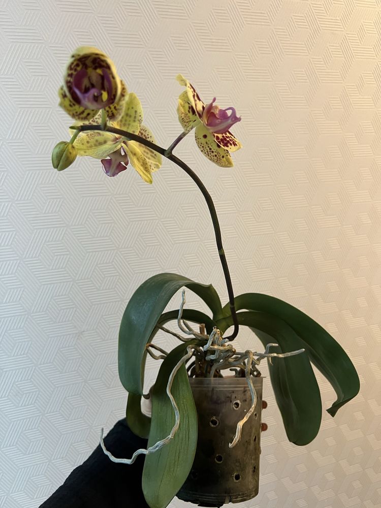 Жовта , сортова орхідея