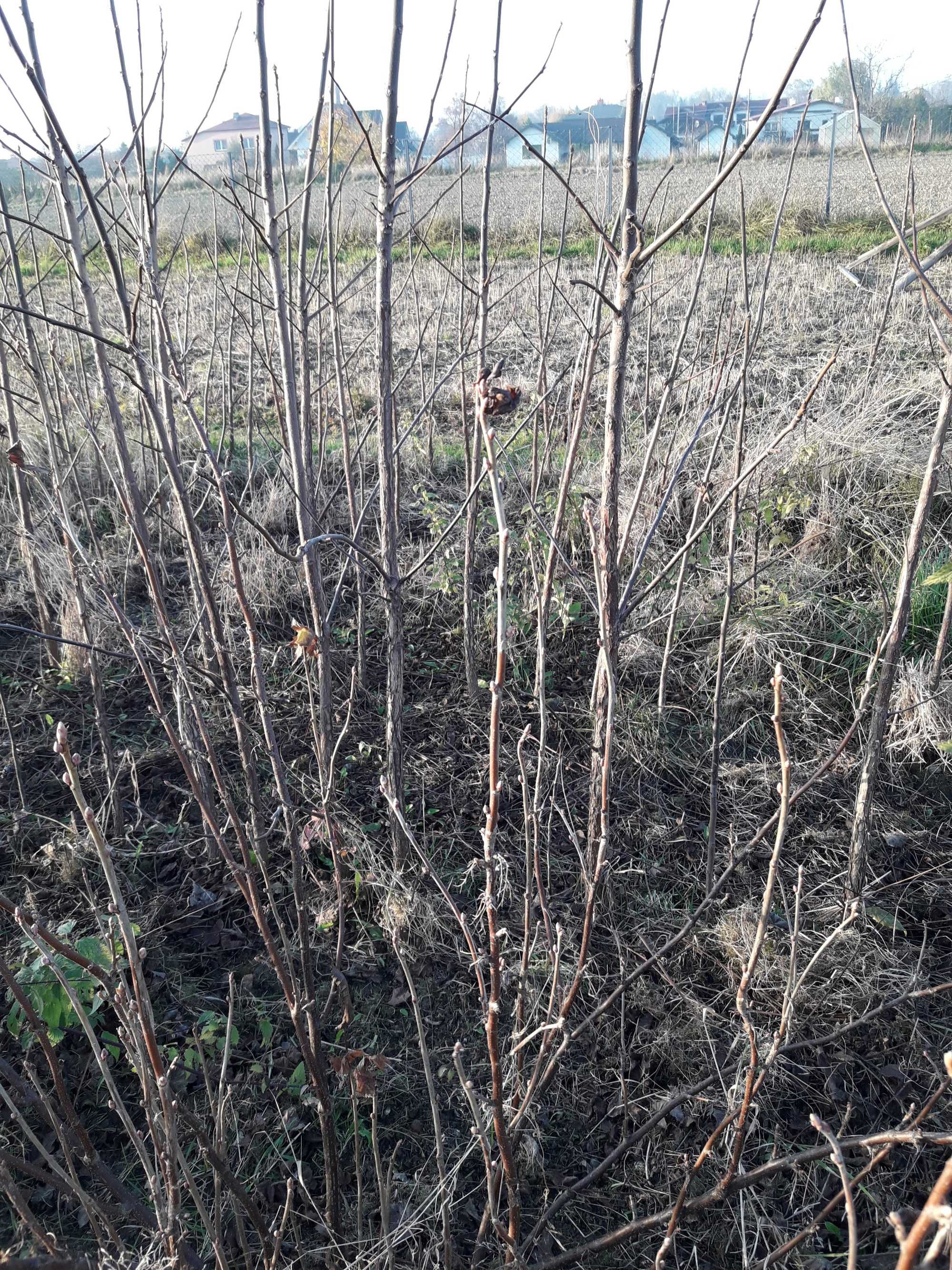 Okazja! Drzewka pod zalesienia na drewno  nalewki do szczepienia