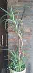 Aloes, roślina lecznicza  100cm