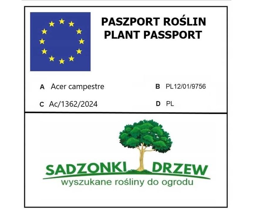 Gotowy żywopłot Klon polny 100 cm