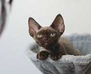 Czekoladowy kocur Devon Rex prawdziwe sreberko