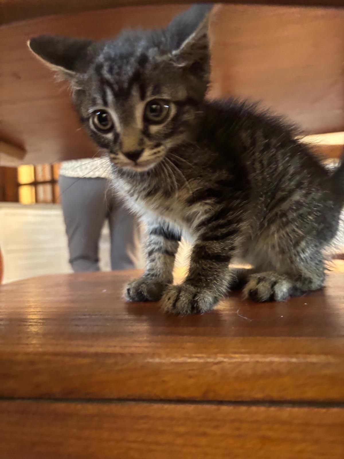 Gatinho 2meses pardo muito meigo