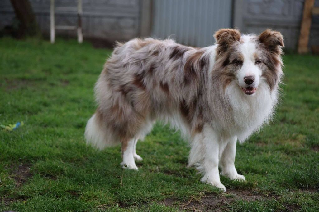 Border Collie cudowny chłopiec .