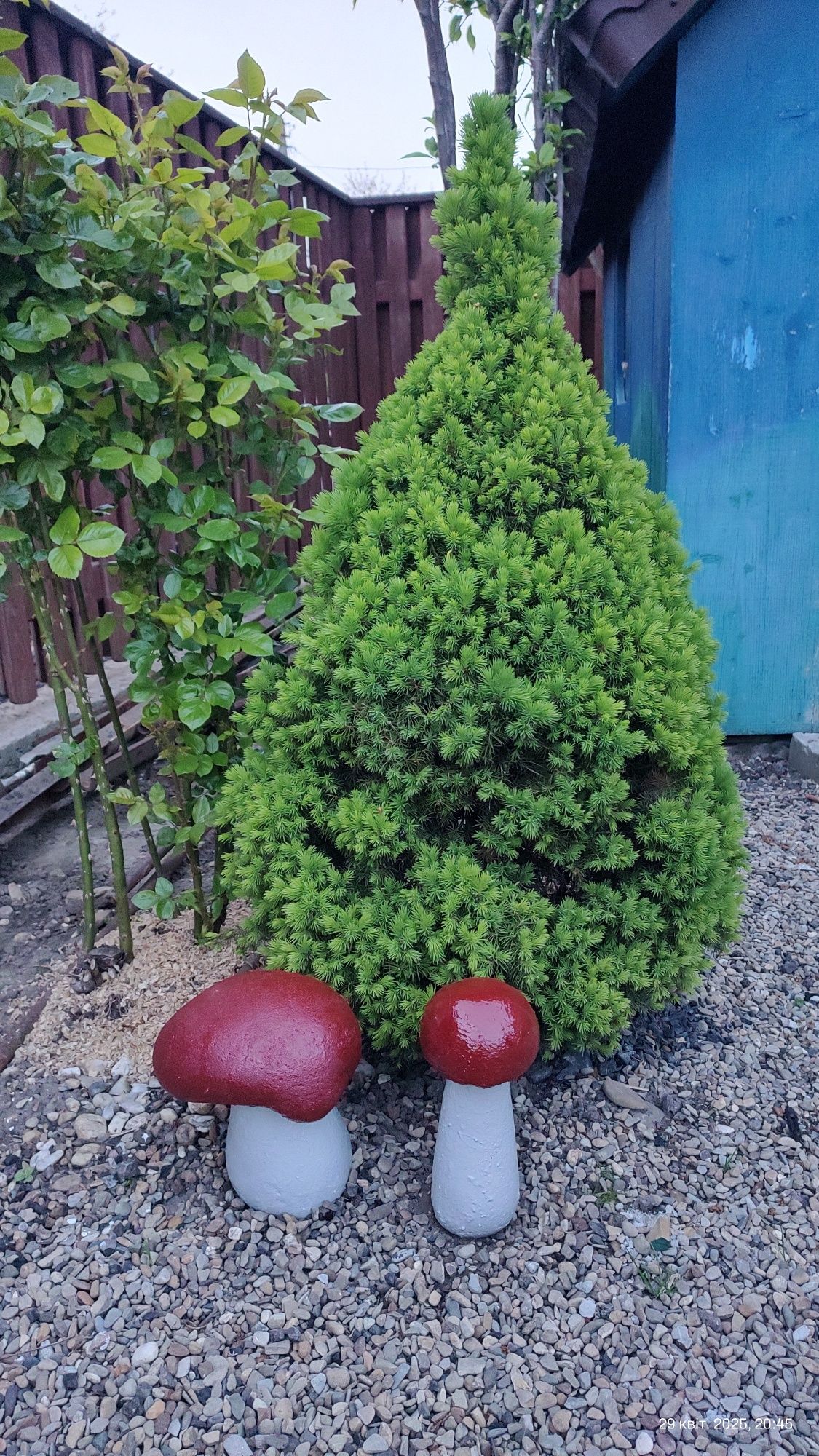 Гриби декоративні, туя, ялинка