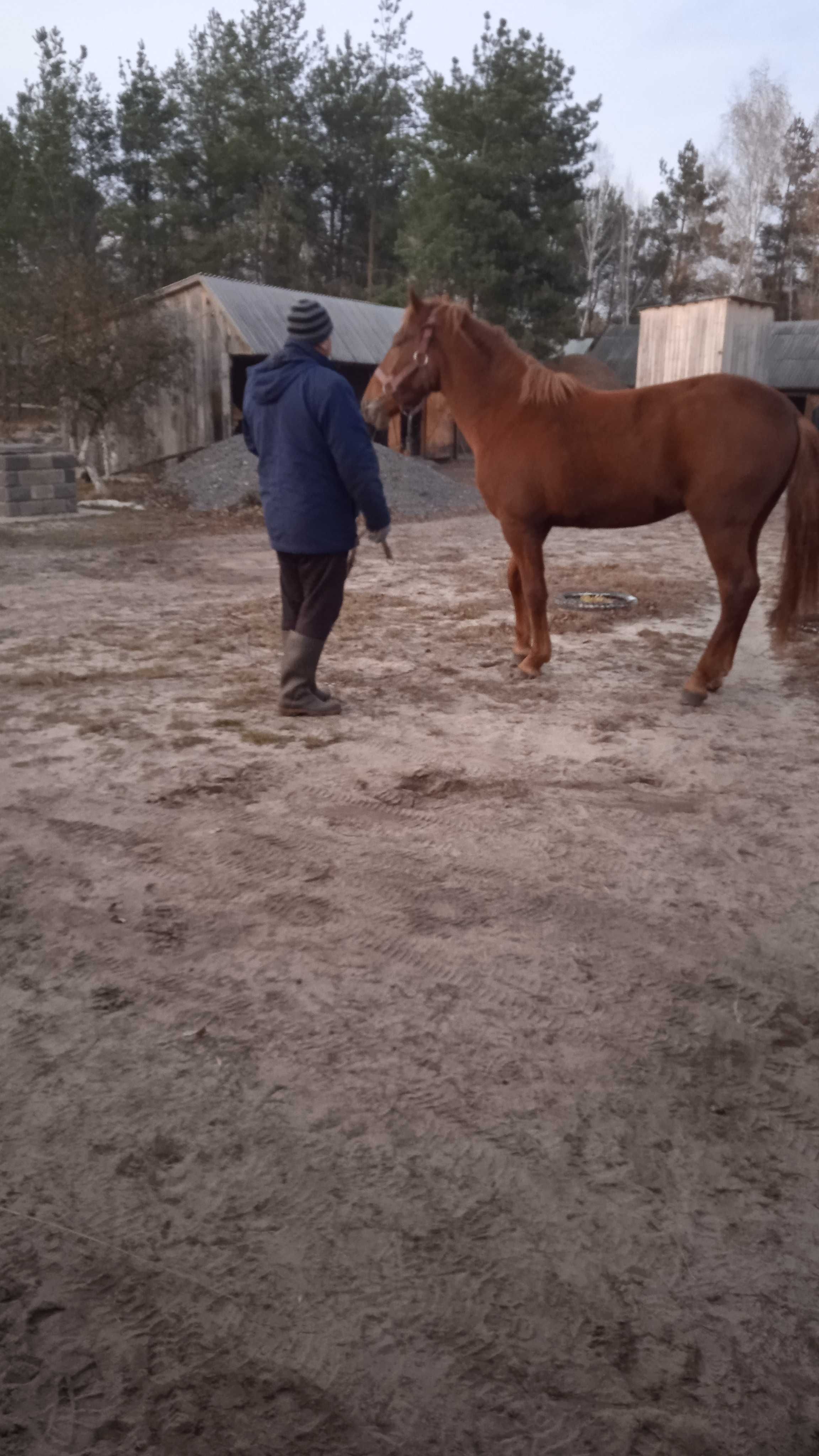 Продам лошака з великих коней