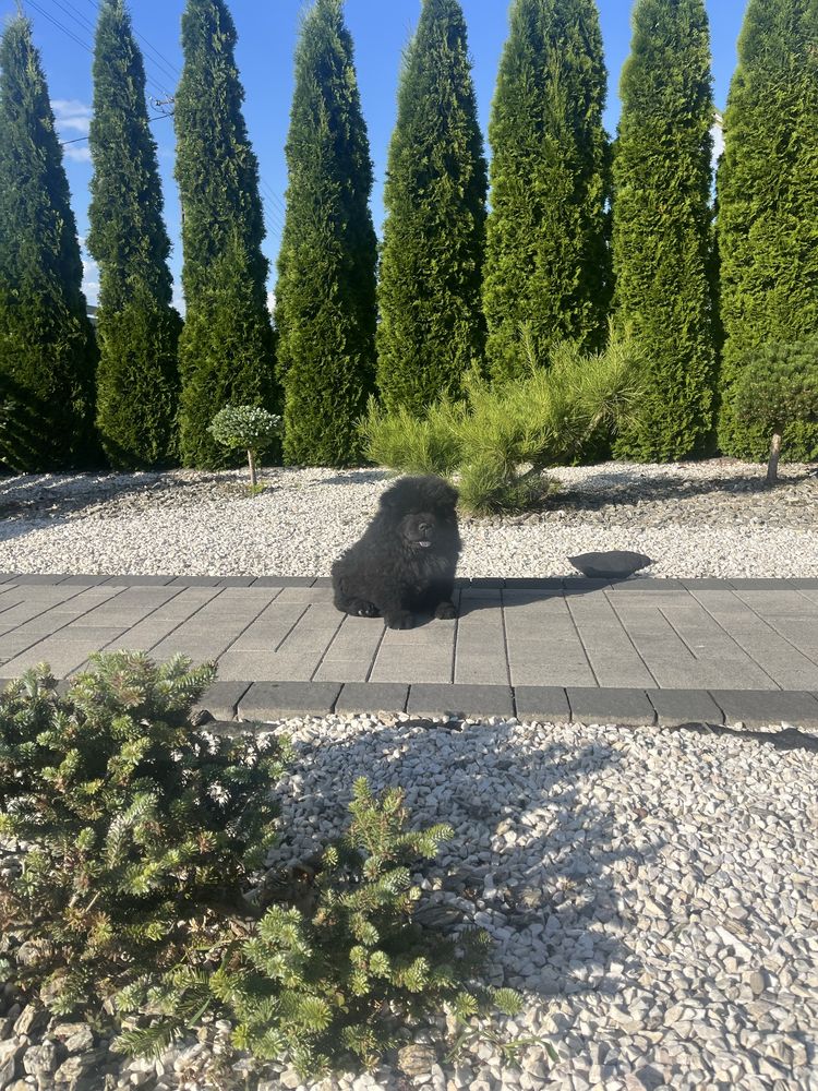 Chow chow czarny piesek