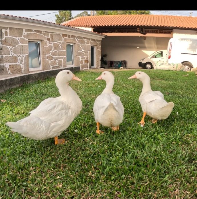 3 patos grandes brancos