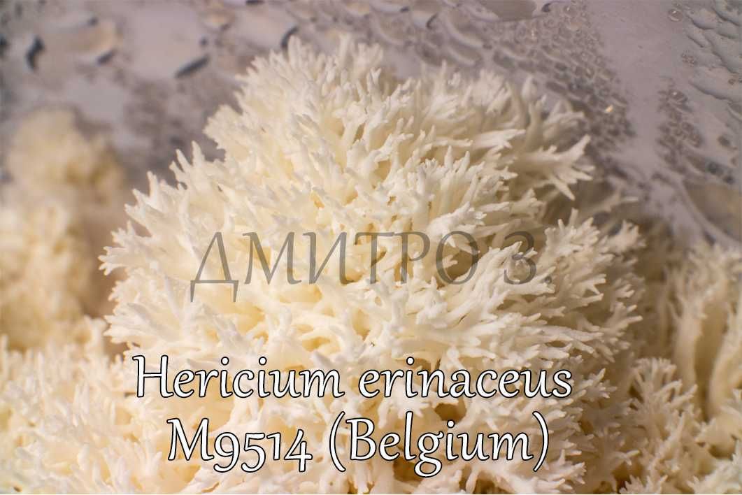 Міцелій Hericium erinaceus m9514 (Гериций, Їжовик)