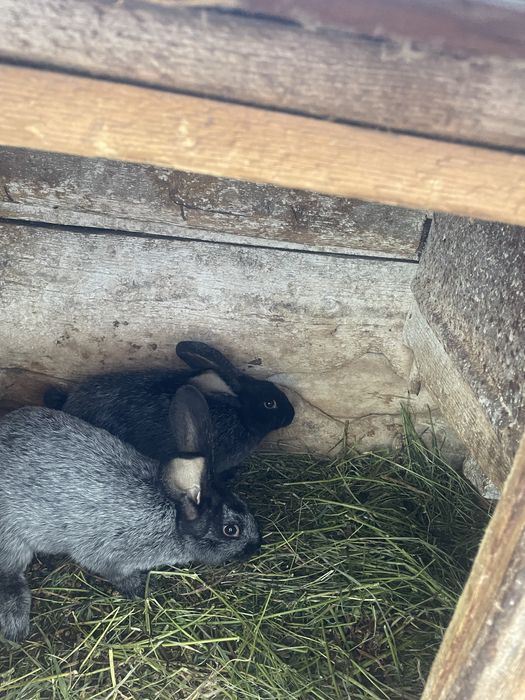 Полтавське срібло. Молодняк.