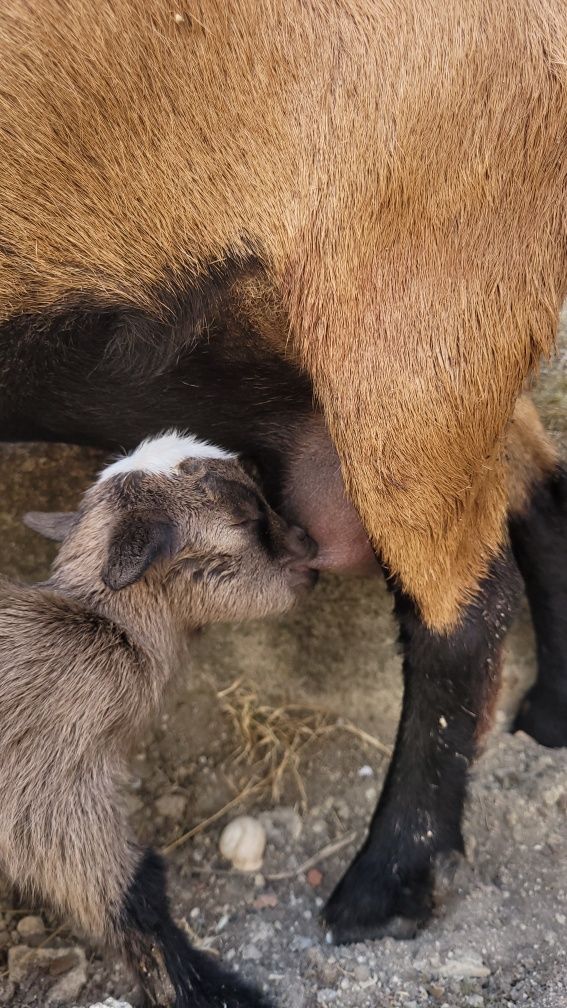 Vendo cabrito anão com 2,5 meses