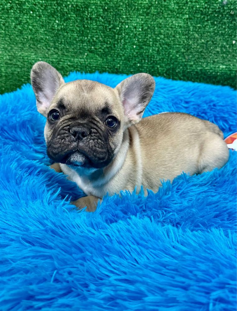 Bulldog francês maravilhoso
