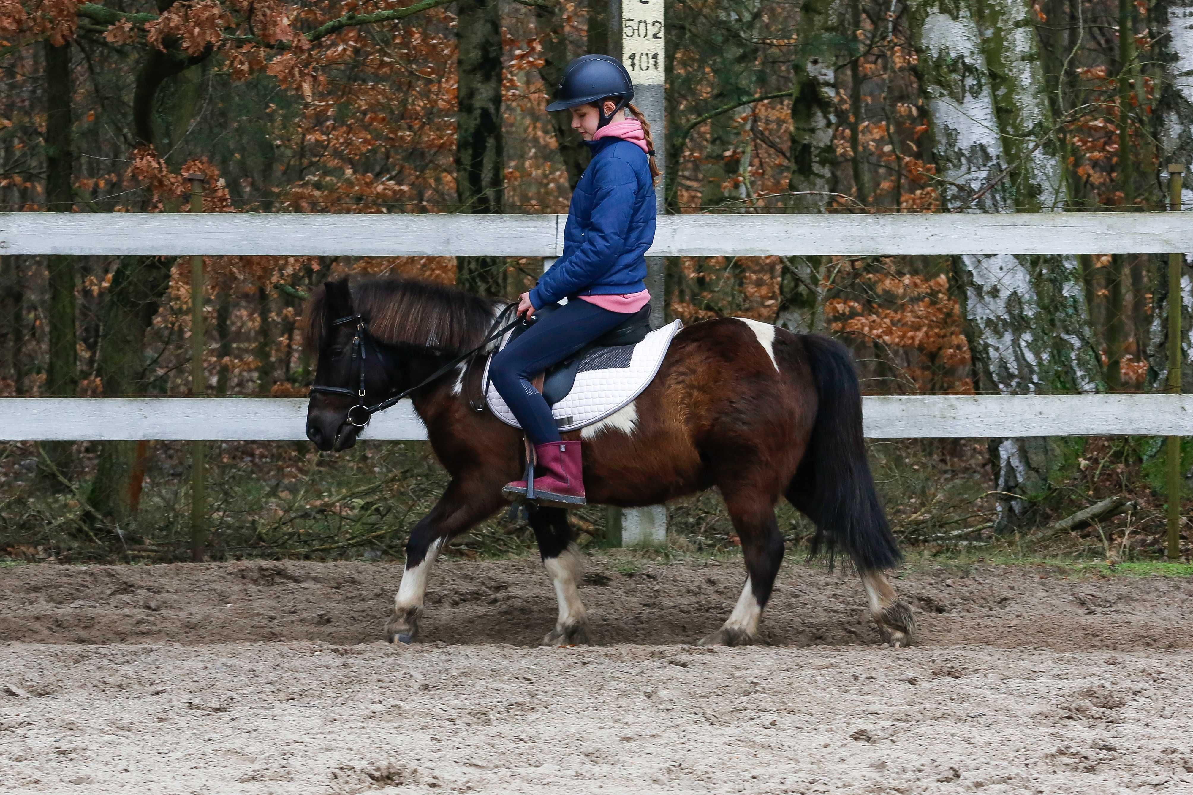 Malowany kuc, srokaty, wałach 6 lat, 115 cm