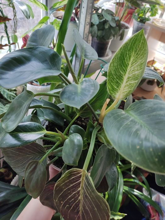 Філодендрон Біркін