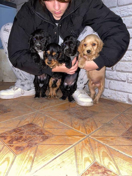 Кокер спаніель 4800 грн.