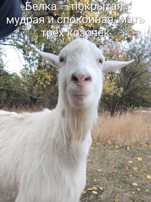 Стадо — 5 взрослых коз (2 зааненские + 3 помесь), дойные, спокойные